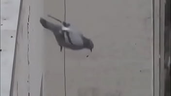 Rola Se Mato Ao Vivo No Instagram: Transando Com A Morte